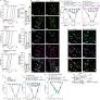 Schwann cell endosome CGRP signals elicit periorbital mechanical allodynia in mice