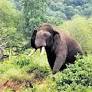 Two kumkis brought in to capture wild elephant 'Rolex'