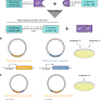 Split intein-mediated selection of cells containing two plasmids using a single antibiotic