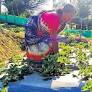 Kerala: Kanthalloor growers tap endemic crops