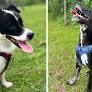 How two dogs filled a quiet house with healing and joy