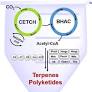 A Modular In Vitro Platform for the Production of Terpenes and Polyketides from CO2