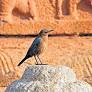 Birdwatchers delighted to spot rare brown rock chat in Hampi