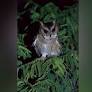 Rare Indian scops owl spotted near Karnataka's Daroji sanctuary