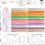 Immune modulation promotes heart regeneration through macrophage and Granulin functions in medaka