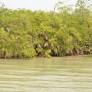 Sundarbans Freshwater Swamp Forests