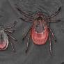 Teens May Have Come Up with a New Way to Detect, Treat Lyme Disease Using CRISPR Gene Editing