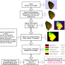Multiclass semantic segmentation for prime disease detection with severity level identification in Citrus plant leaves