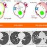 Comprehensive literature review on the radiographic findings, imaging modalities, and the role of radiology in the COVID-19 pandemic