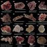 Hierarchical settlement behaviours of coral larvae to common coralline algae