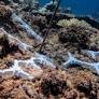 Scientists delivering 100k baby corals in major step towards helping the Reef