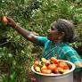 Additional 3.48 lakh hectares under irrigation, says M.R.K. Panneerselvam