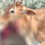 Cattle killed, injured after consuming food mixed with explosives in Tiruvallur