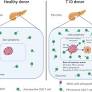 New Insights Into the Role of Autoreactive CD8 T Cells and Cytokines in Human Type 1 Diabetes