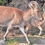 Tamil Nadu’s Nilgiri tahr population up 4.6 per cent from 2025