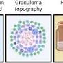 Editorial: Vaccines and molecular therapeutics for tuberculosis
