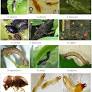 Nanopesticides: A Systematic Review of Their Prospects With Special Reference to Tea Pest Management