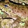 BJP MLA Ranoj Pegu congratulates scientists on discovery of new frog species in Nagaland
