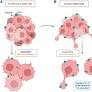 Glial Cell Adhesion Molecule (GlialCAM) Determines Proliferative versus Invasive Cell States in Glioblastoma