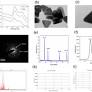 Triphenylphosphonium conjugated gold nanotriangles impact Pi3K/AKT pathway in breast cancer cells: a photodynamic therapy approach