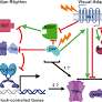 Circadian rhythms in the Drosophila eye may regulate adaptation of vision to light intensity