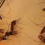 Targeting Mosquitoes
