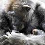 Vandalur zoo mourns the death of three tiger cubs and celebrity chimp