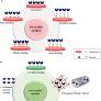 Nanobiocatalysts: Potential Applications in Biofuel Production and Biotransformation
