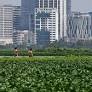 CLIMATE CHANGE | Kolkata’s wetlands in danger