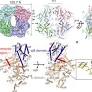Structural insights into photoactivation of plant Cryptochrome-2