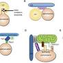 Peroxisomal Membrane Contact Sites in Yeasts