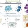Mitochondrial metabolic determinants of multiple myeloma growth, survival, and therapy efficacy