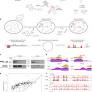 Comprehensive analysis of Saccharomyces cerevisiae intron structures in vivo