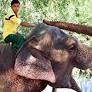 Son sticks to family tradition despite mahout’s death