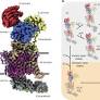 Molecular mechanism of ultrafast transport by plasma membrane Ca2+-ATPases