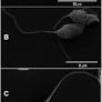 Isobenzofuranone derivative JVPH3, an inhibitor of L donovani topoisomerase II, disrupts mitochondrial architecture in trypanosomatid parasites