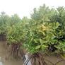 Deepen understanding of Indian mangrove ecosystems, says mangrove scientist