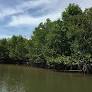 Regulating and cultural services of mangroves - Grantham Research Institute on climate change and the environment