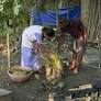 Mangrove restoration needs more than planting; it needs monitoring and data