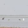 India budgets for mangroves and wetlands