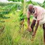 How resilient 'food forests' are helping farmers in India to improve productivity