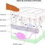 Electrotactile displays: taxonomy, cross-modality, psychophysics and challenges