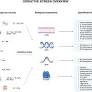 Oxidative stress: fundamentals and advances in quantification techniques
