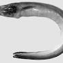 Eel caught in 2021 off Thoothukudi coast is new species, finds research