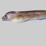 New species of Moray eel discovered off Cuddalore coast named after Tamil Nadu
