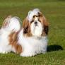 Bengaluru maid slams shih tzu against lift, strangles it to death after being frustrated with barking