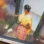 Caught on camera: Caretaker hurls, kills pet dog inside apartment lift in Bengaluru
