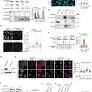 PSIP1/LEDGF reduces R-loops at transcription sites to maintain genome integrity