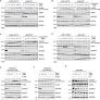 Ruxolitinib mediated paradoxical JAK2 hyperphosphorylation is due to the protection of activation loop tyrosines from phosphatases | Leukemia
