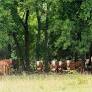 Cows graze on leased property on post